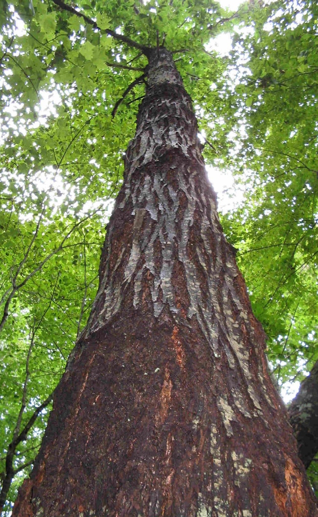 Healthy American Chestnut Tree