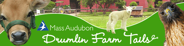Drumlin Farm Tails