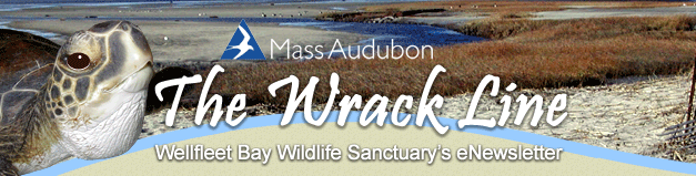 The Wrack Line - Wellfleet Bay Wildlife Sanctuary's eNewsletter