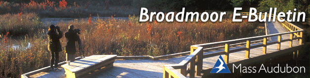Broadmoor E-Bulletin