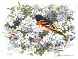 oriole and crab apple