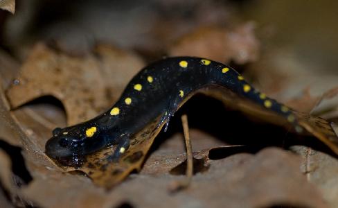 spotted salamander