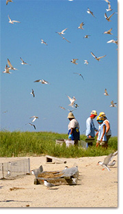 Protecting terns with a beach enclosure