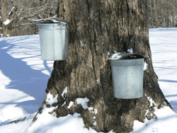 Sap spigots in Drumlin Farm Maple Tree