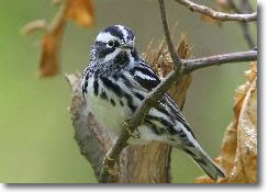 Black and White Warbler by Craig Gibson
