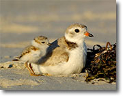 Piping Plovers by Jim Fenton