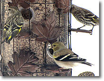 Siskins and Goldfinch by Connie Lentz