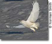 Snowy Owl Takeoff &#169; Norman Smith