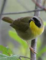Yellowthroat by Fred Goodwin