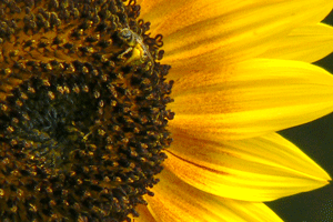 Bee on a sunflower