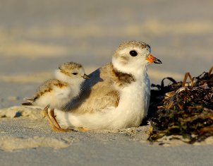 Piping Plovers by Jim Fenton