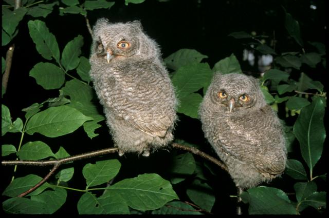 Young Screech Owls