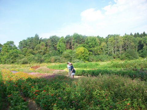 SAGE Participants Picking Flowers in Boyce Field