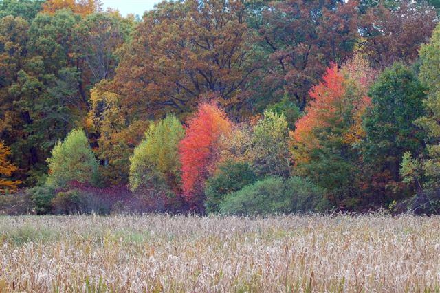 Troiano Brookside Trail in Autumn