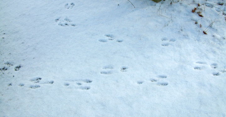 rabbit tracks