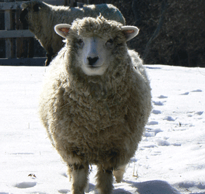 Sheep in winter