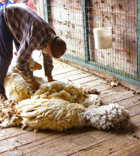 Sheep Shearing in Action