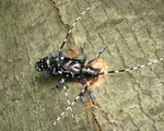 Asian Longhorned Beetle