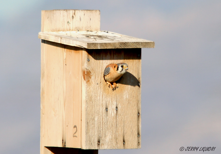 American Kestrel by Jerry Liguori