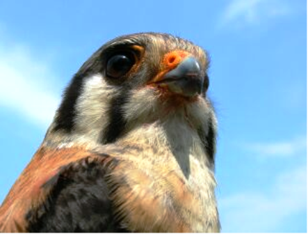 Adult American kestrel photo by Joey Mason