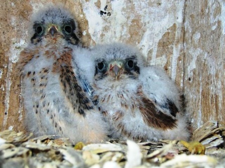 American kestrel chicks photo by Joey Mason