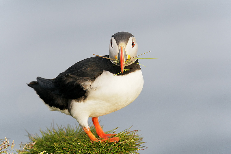 Atlantic puffin copyright Arthur Morris