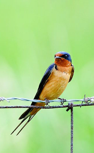 Barn Swallow by Jonathan Nightingale