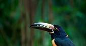 Belize Bird