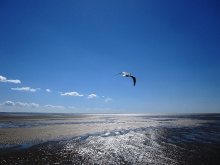 Soaring Gull by Josh Brooks