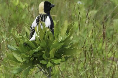 Bobolink male &#169; Stan Deutsch