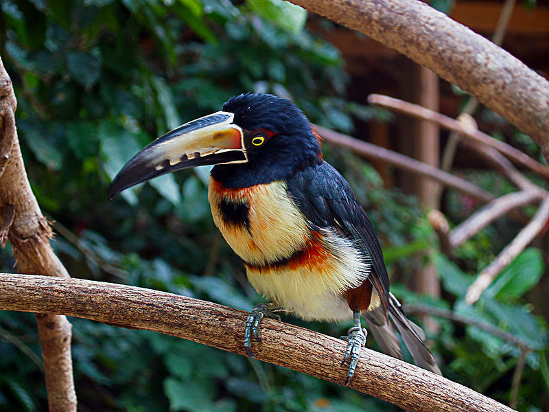 Collared Aracari by Adalberto Hernandez Vega