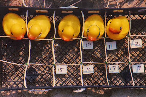 Rubber ducks lined up in a crate © Ted Clark