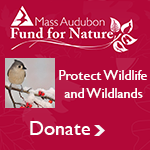 Donate to the Mass Audubon Fund for Nature
