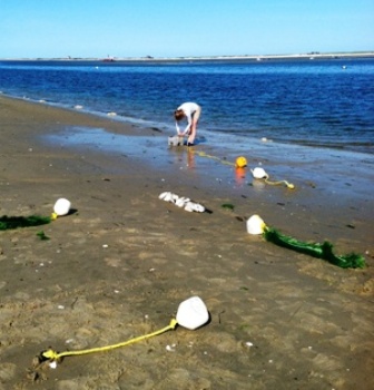 Blue Mussel Research Site Tern Island