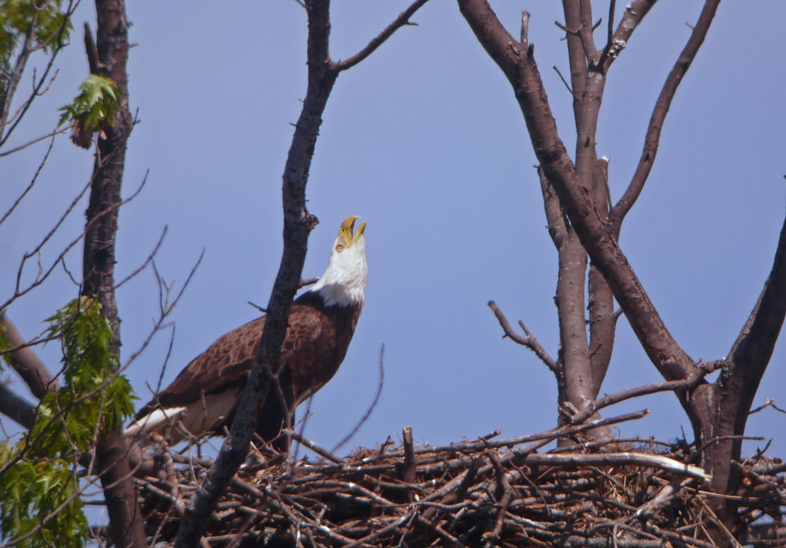 Bald Eagle by Rich Johnson