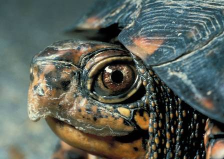 Eastern Box Turtle, courtesy of the National Park Service