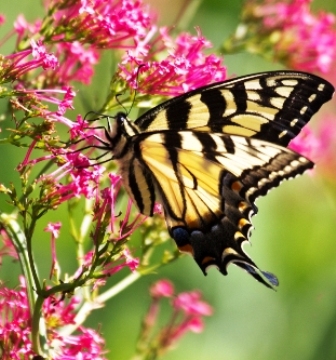 Eastern Tiger Swallowtail