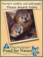 Mass Audubon Fund for Nature Donate today