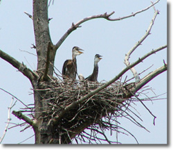 Young Great Blue Herons at Arcadia