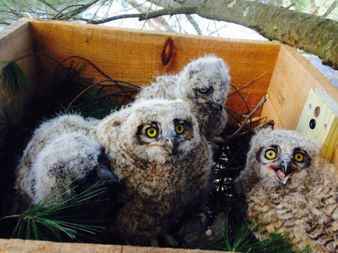 Great horned owls by Dan Burton