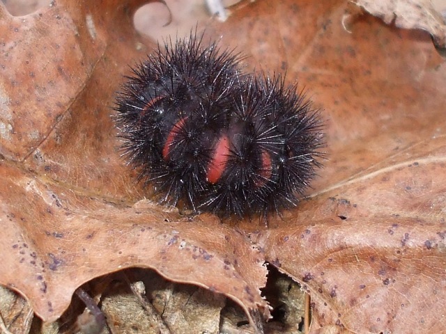 caterpillar