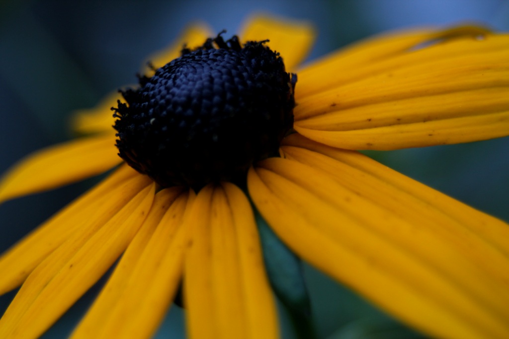 Brian Amici Black Eyed Susan