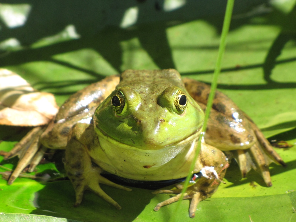 Happy, fat frog