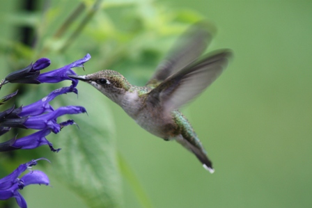 Hummingbird copyright Will Sweet