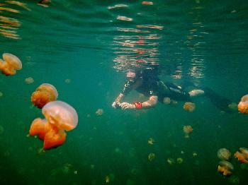 Jellyfish lake in Palau by Wayne Sentman
