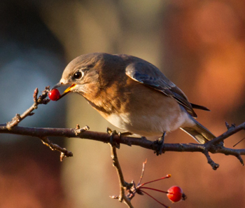 Bluebird in Late Fall by Chris Ruggiero
