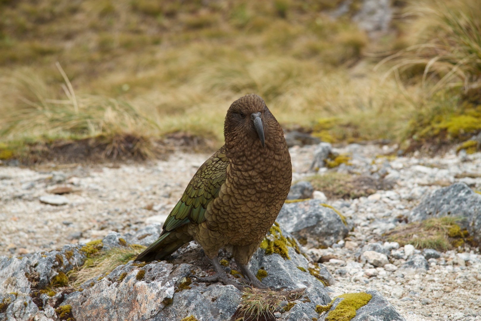 Kea by Mathieu Poumeyrol