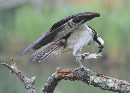 Osprey with her dinner by Heather Fone