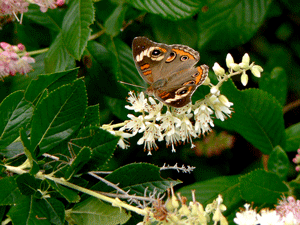 Common Buckeye Butterfly