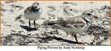 Piping Plovers by Andy Northrup